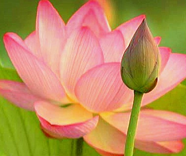 thamarai lotus01