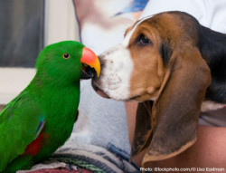 dog-and-parrot02