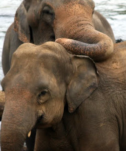 image-2598 மாமூலனார் பாடல்கள் – 11சி.இலக்குவனார்