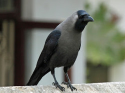 crow-kaakkaa01