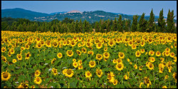 sunflower_girasoles01