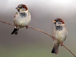 two-sparrows01