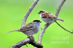 two-sparrows02