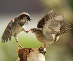 two-sparrows04