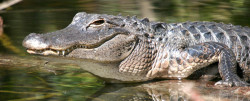 Alligator01
