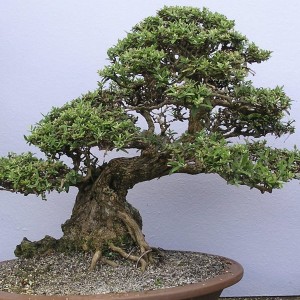 தாழிமரம் அறிவோமா? – bonsai – அன்றே சொன்னார்கள் 14 (விரிவு)