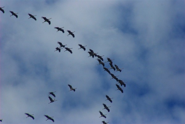 migrating-birds01