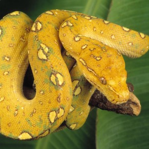 கலைச்சொல் தெளிவோம் 52: மலைப்பாம்பு-boa ; மாசுணம்-python