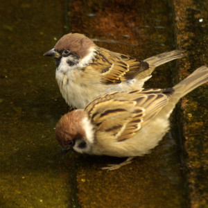 two-sparrows05