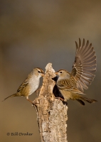 two-sparrows10
