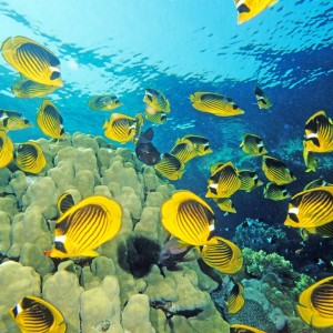 வாய்ப்பு வந்தால் முன்னேற்றமும் வரும்! – கவிமணி