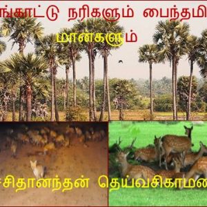 பனங்காட்டு நரிகளும் பைந்தமிழ் மான்களும் – சச்சிதானந்தன் தெய்வசிகாமணி