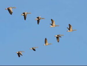 புலம் பெயர் பறவைகள் – அன்றே சொன்னார்கள் –         இலக்குவனார் திருவள்ளுவன்