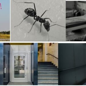 வெருளி நோய்கள் 519-523: இலக்குவனார் திருவள்ளுவன்