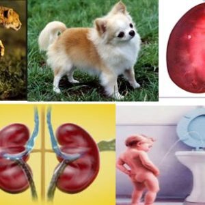 வெருளி நோய்கள் 1051-1055: இலக்குவனார் திருவள்ளுவன் 